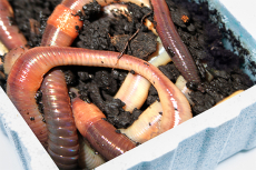 12x Knoblauch-Tauwürmer aus Kanada, Neuheit 2023