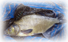 Drennan Method Feeder Connenctor 6 Stück