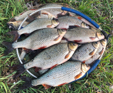 SENSAS FEEDER 3000 ACID WORM 1KG, MHD 11/2028